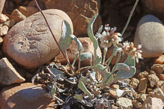 Eriogonum batemanii
