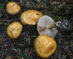 Cortinarius delibutus