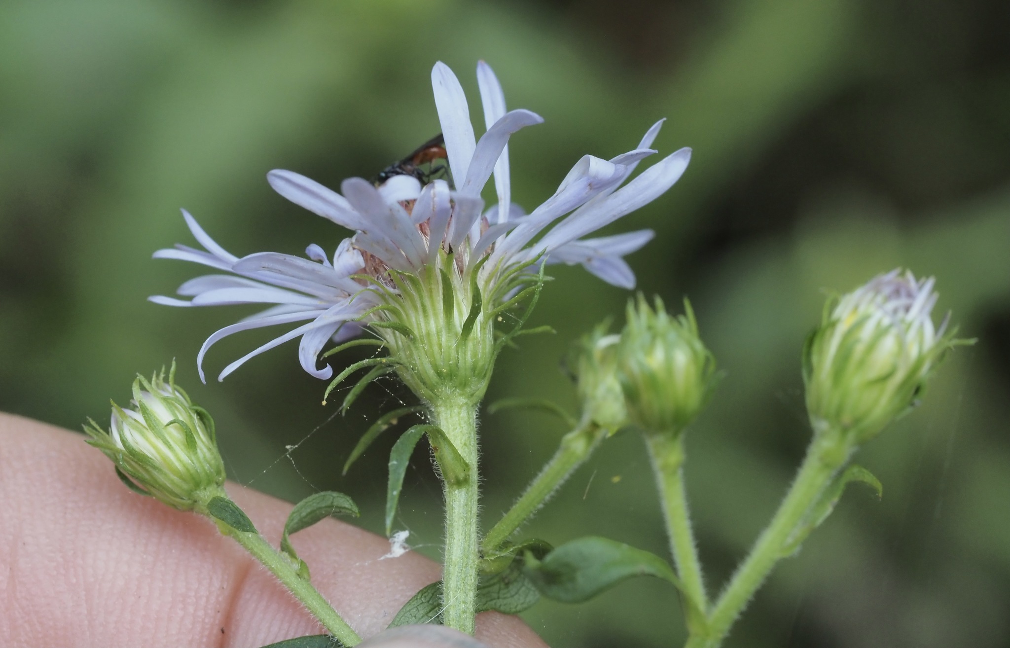 Symphyotrichum puniceum var. puniceum