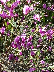 Gompholobium scabrum