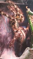 Poecilotheria
