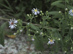 Symphyotrichum puniceum puniceum