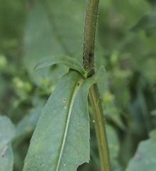Symphyotrichum puniceum puniceum