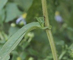 Symphyotrichum puniceum puniceum