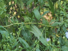 Symphyotrichum puniceum puniceum