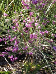 Gompholobium scabrum