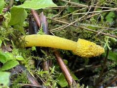 Phallus flavocostatus