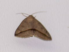 Argyrostrotis flavistriaria