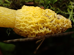 Phallus flavocostatus