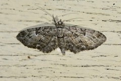 Eupithecia interruptofasciata