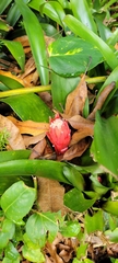 Billbergia pyramidalis
