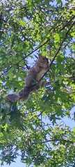 Sciurus carolinensis
