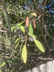 Euphorbia leucocephala