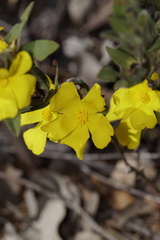Hibbertia davisii