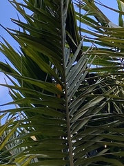 Chrysomus icterocephalus bogotensis