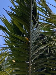 Chrysomus icterocephalus bogotensis