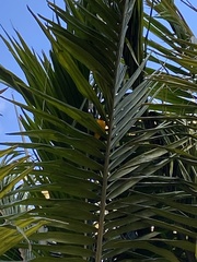 Chrysomus icterocephalus bogotensis