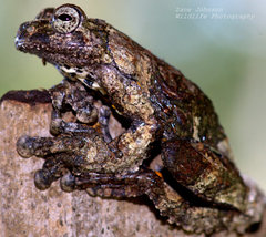 Dendropsophus marmoratus