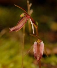 Cyrtostylis reniformis