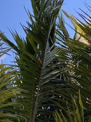 Chrysomus icterocephalus bogotensis