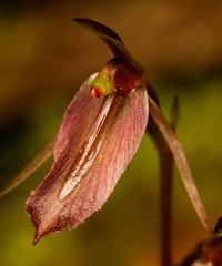 Cyrtostylis reniformis