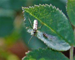 Tupiocoris