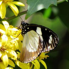 Amauris ochlea ochlea