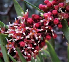 Acrotriche leucocarpa