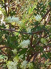 Grevillea pulchella