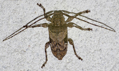 Lagocheirus obsoletus