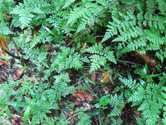 Cheilanthes bergiana