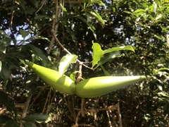 Strophanthus