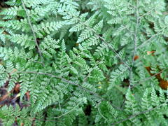 Cheilanthes bergiana