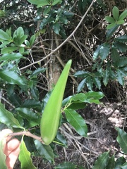 Strophanthus