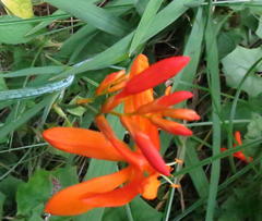 Crocosmia aurea aurea