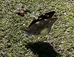 Lieinix nemesis atthis