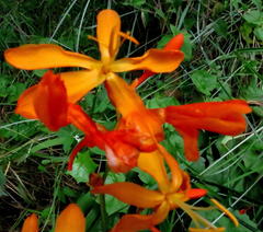 Crocosmia aurea aurea