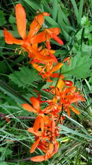 Crocosmia aurea aurea