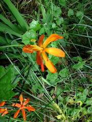 Crocosmia aurea aurea