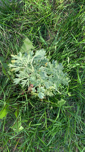 absinthe wormwood