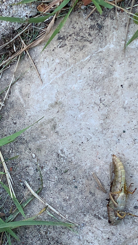 Differential Grasshopper