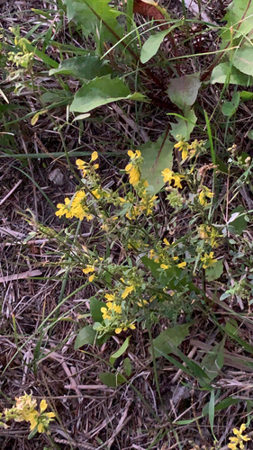 Yellow Sweetclover