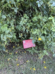 Chrysojasminum humile