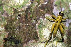 Ommatolampis perspicillata