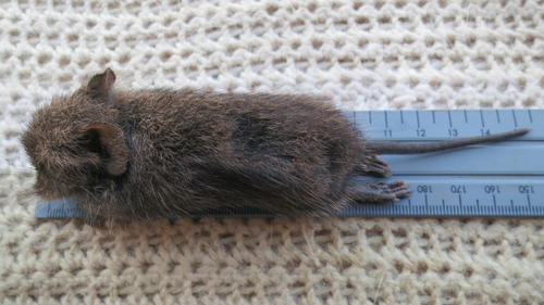 Otomys irroratus