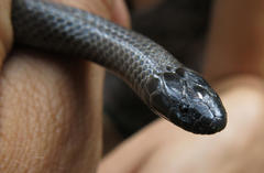 Amblyodipsas polylepis polylepis