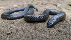 Amblyodipsas polylepis polylepis