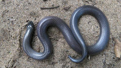 Amblyodipsas polylepis polylepis