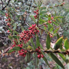 Acrotriche leucocarpa