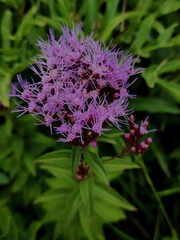 Chromolaena pulchella